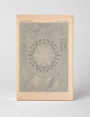 Kunstformen der Natur, Tafel 61 — Phaeodaria (1904)