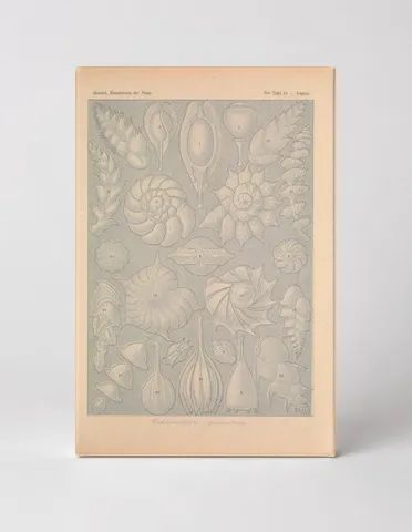 Kunstformen der Natur, Tafel 81 – Thalamophora (1904)