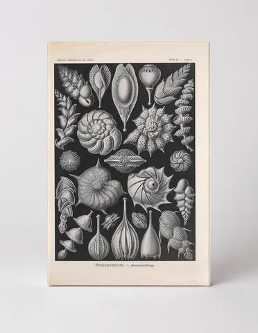 Kunstformen der Natur – Tafel 81: Thalamophora (1904)