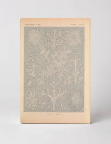 Kunstformen der Natur, Tafel 83 – Lichenes (1904)