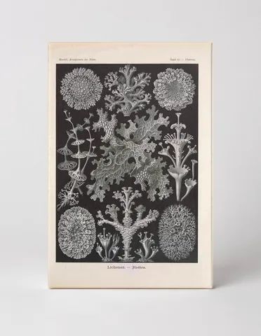 Kunstformen der Natur – Lichenes, Tafel 83 (1904)