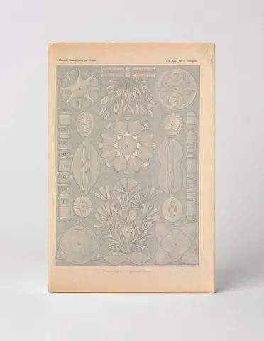 Kunstformen der Natur, Tafel 84 — Diatomeen (1904)
