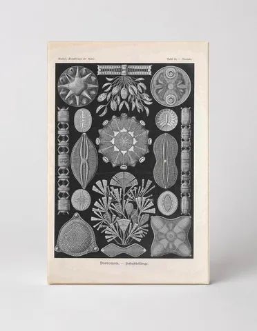 Kunstformen der Natur – Diatomea, Tafel 84 (1904)