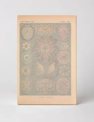 Kunstformen der Natur, Tafel 85 – Cystidea