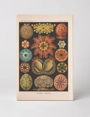 Kunstformen der Natur, Tafel 85 – Ascidiae (1904)