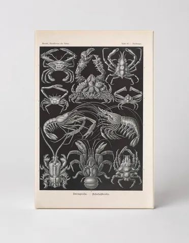 Kunstformen der Natur – Decapoda (Tafel 86) (1904)