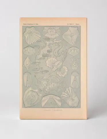 Kunstformen der Natur, Tafel 87 – Pteropoda (1904)