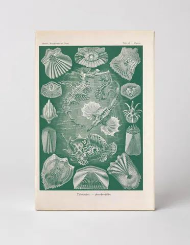 Kunstformen der Natur, Tafel 87 — Teleostei (1904)