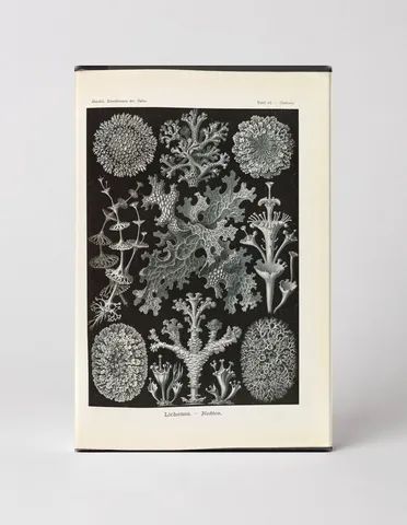 Lichenes – Flechten, Plate 65 (1904)