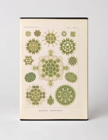Melethallia – Gesellige Algen (Plate 34, Kunstformen der Natur, 1904)