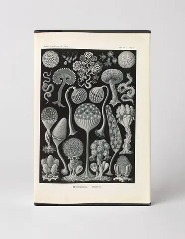 Mycetozoa – Pilztiere, Plate 93 (1904)