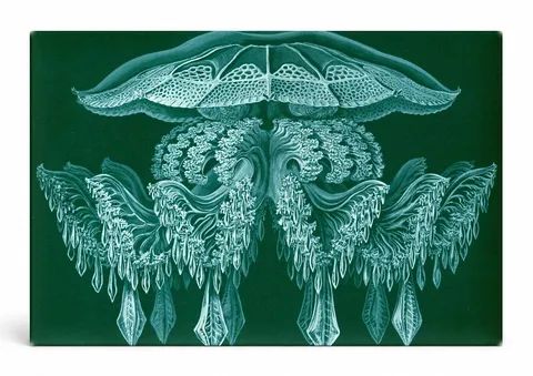 Rhizostomeae (1904)