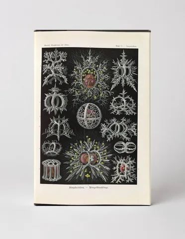 Stephoidea – Ringelstrahlinge, Plate 71 (Kunstformen der Natur, 1904)