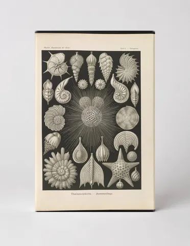 Thalamophora – Kammerlinge (Plate 2, Kunstformen der Natur, 1899)