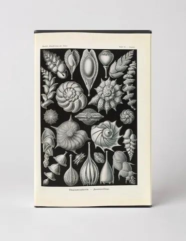 Thalamophora (Foraminifera), Plate 61 — Kunstformen der Natur (1904)