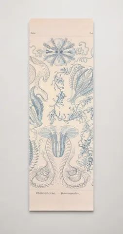 Kunstformen der Natur (Tafel 27) BHL47388099