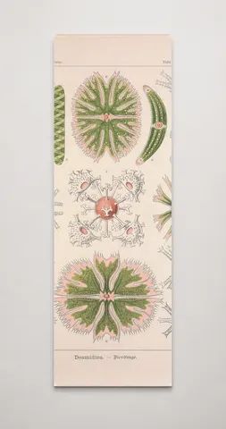 Kunstformen der Natur (Tafel 24) BHL47388087