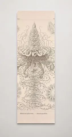 Kunstformen der Natur (Tafel 37) BHL47388151