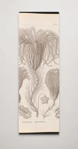 Crinoidea. - Palmensterne LCCN2015648907