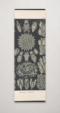 Bryozoa. - Woostiere LCCN2015648919