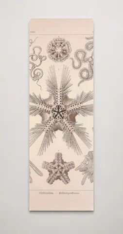 Kunstformen der Natur (Tafel 10) BHL47387966