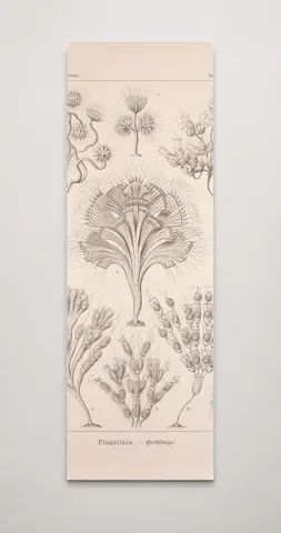 Kunstformen der Natur (Tafel 13) BHL47387984