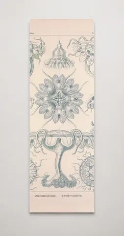 Kunstformen der Natur (Tafel 18) BHL47388057