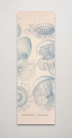 Kunstformen der Natur (Tafel 36) BHL47388147