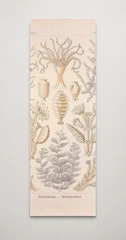 Kunstformen der Natur (Tafel 25) BHL47388091