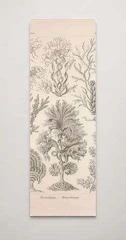 Kunstformen der Natur (Tafel 15) BHL47387992