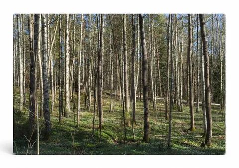 Birch Forest (1903)