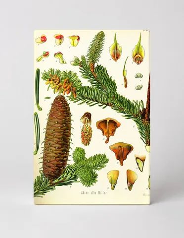 Abies alba Miller (Köhler's Medizinal-Pflanzen, 1887)