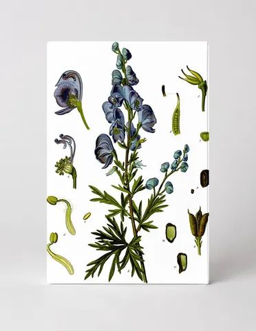 Aconitum napellus (Monkshood) – Köhler's Medizinal-Pflanzen (1887)