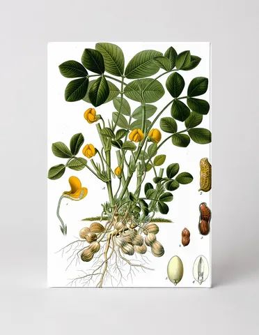 Arachis hypogaea (Peanut Plant) — Köhler's Medicinal Plants, Plate 163