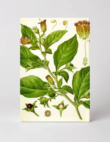 Atropa belladonna (1887)