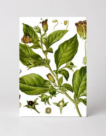 Atropa belladonna (Deadly Nightshade) — Köhler's Medicinal Plants (1887)