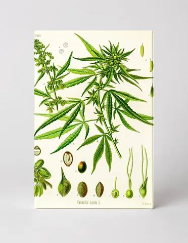 Cannabis sativa L. (1887)
