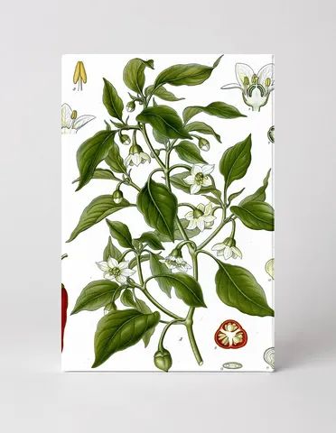 Capsicum annuum (1887)