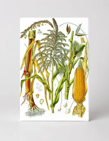Zea Mays (Corn / Maize) — Köhler's Medizinal-Pflanzen, Vol. 3, Plate 78