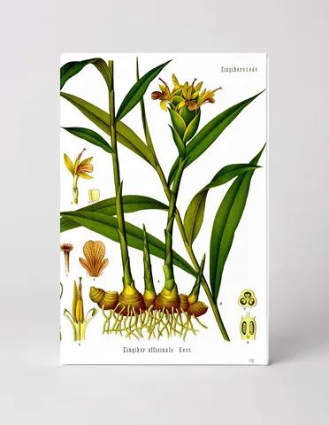 Zingiber officinale (Ginger) — Köhler's Medizinal-Pflanzen (1887)