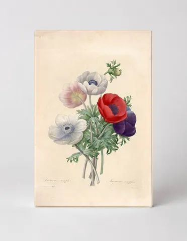 Anemone Simple / Anemone Double