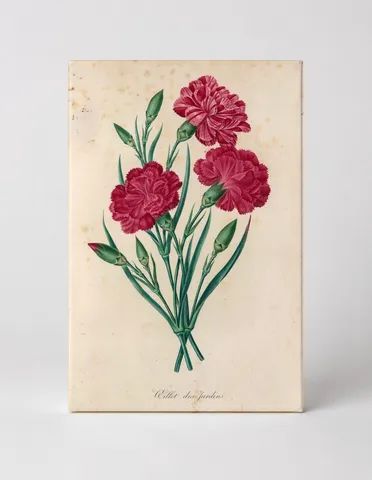 Oeillet des jardins (Garden Carnation)