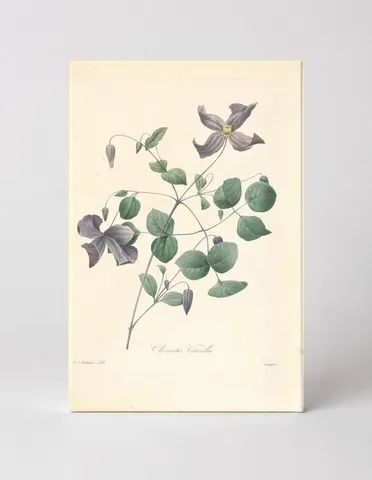 Clematis Viticella