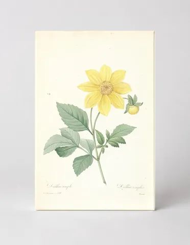 Dahlia Simplex