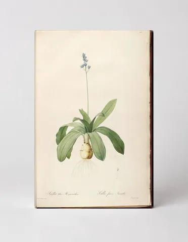 Scilla lilio-Hyacinthus (Scille fausse Jacinthe)
