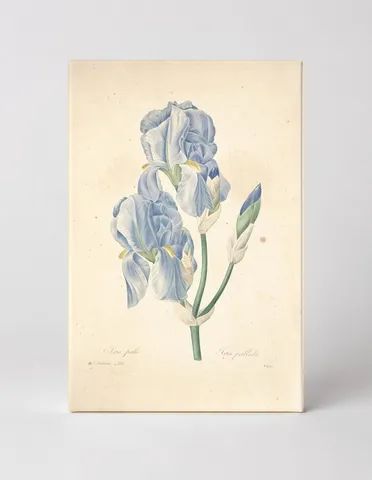 Iris pallida (Iris pale)
