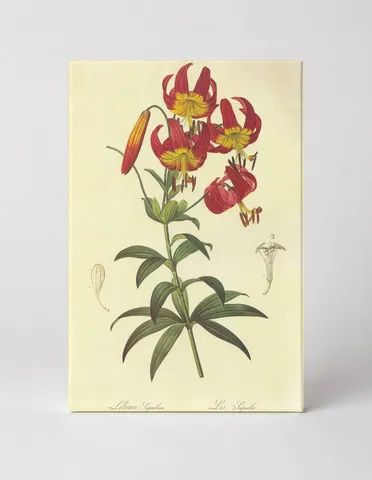 Lilium Superbum (Turk's Cap Lily)