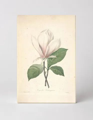 Magnolia Soulangiana