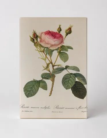 Rosa Muscosa Multiplex (Mossy Rose with Double Flowers)