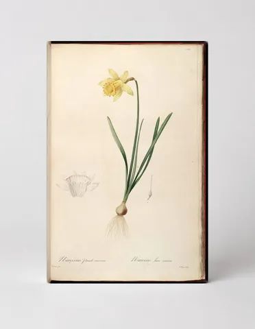 Narcissus Grande Narcisse